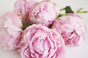 ... ever get a huge bouquet of peonies like the one above!!! Heavenly