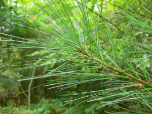 Eastern White Pine Needles