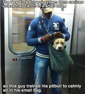 funny-pictures-pit-bull-trained-small-bag-subway.jpg