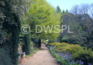 ... footpath, footpaths, path, paths, pathway, pathways, tree, trees, iris