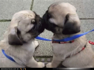 kissing-dogs-79899655499.gif#kissing%20dogs