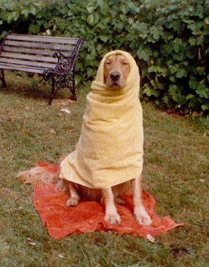 Original Scan of Sparky the Golden Retriever Wrapped in Bath Towels ...