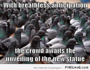 funny-pigeons-awaiting-the-unveiling-of-the-new-statue