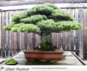 This 390 year-old bonsai tree survived Hiroshima