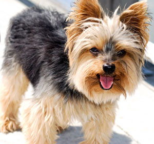 Yorkshire Terrier Dogs Funny Dogs