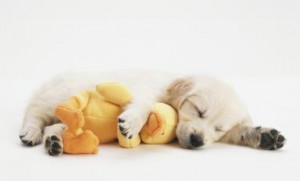 Golden Retriever puppy (Canis familiaris) hugging a soft toy chick ...