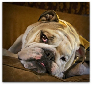 Animal Farm Quotes Dogs . Best way to founder or get so, what 267 ...