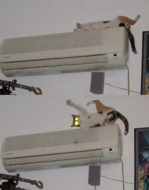 Air Conditioner CAT - Surprised! | Source : Jokes of The Day - By ...