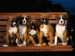About Boxer Dogs | Boxer Dog pics