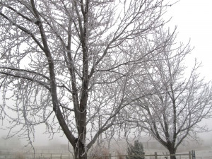 ... confines of my cozy bed, I looked outside and this is what I saw