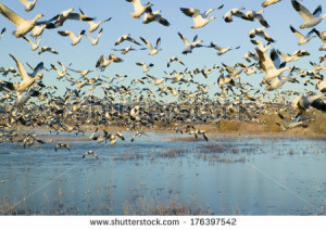 ... Wildlife Refuge, near San Antonio and Socorro, New HD Wallpaper