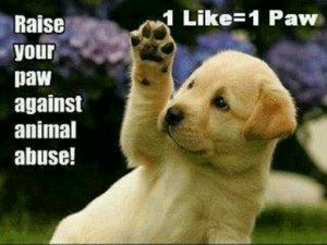 Against animal abuse!