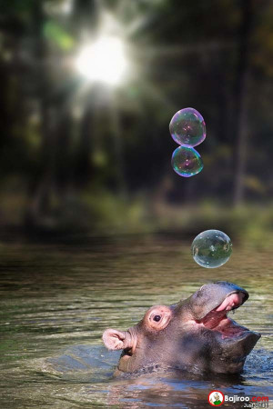 funny hippo catching bubbles pics These 15 Cute Animals Love Bubbles ...