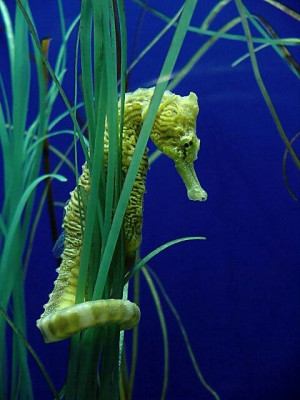 Green SeaHorse ... ** The PopDot Artist ** Please Join me on the ...