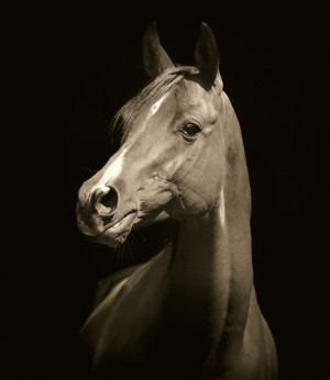 horse art horse photography horse quotes joy of horses horse ears