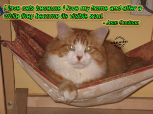 love cats because i love my home and after a while they become its ...