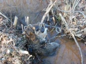 beaver trapping