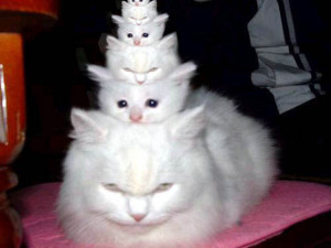 silly-cats-white-cats-stack-funny-cats-repeat.jpg