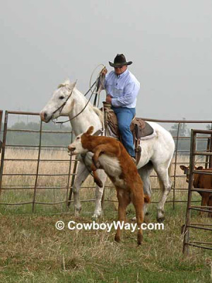 cowboy ropes a wild calf.