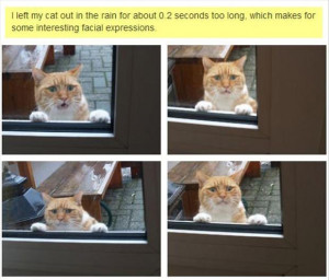 funny outside cat, faces