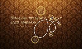 What we can learn from animals