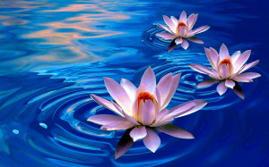 lotus-flower-first-choice.jpg