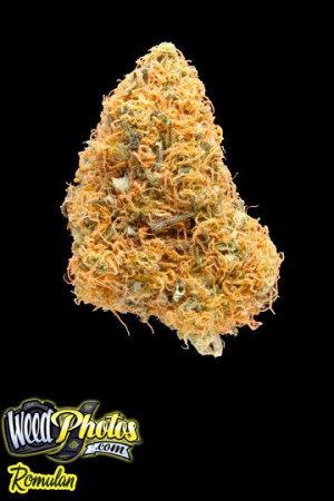 Funny Quotes Contact Dmca...