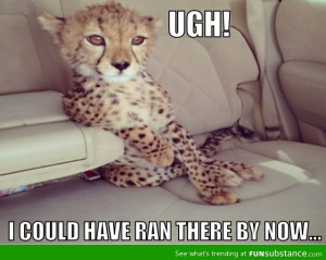 awesome, cheetah, funny, humor, impatient, lol, photo, quotes, text