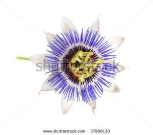 Passion Flower Clip Art Blue passion flower