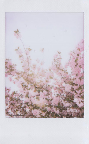 delicate, floral, flowers, pink, rose, sweet, vintage