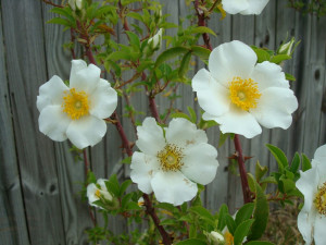 Rosa Laevigata Cherokee Rose