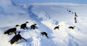 Emperor penguins belly-flopping out of the water, Antarctica (© Frans ...