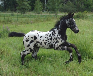 ... Appaloosa, Hors Quotes, Appaloosa Foals, Dreams Appaloosa, Beautiful