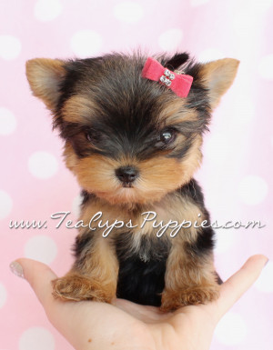 AKC Teacup Yorkie puppy | Puppies for Sale, Dogs for Sale, Puppies for