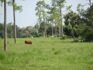 Cattle Ranching S Florida Style picture