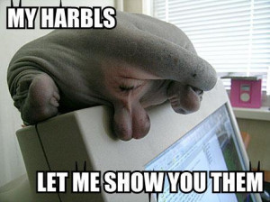 responding in LOL Cat (NSFW)