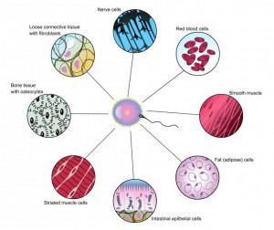 Cells- this model shows cells in a multicellular organism. They could ...