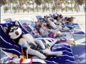 don't look good in a bathing suit, I am too husky.