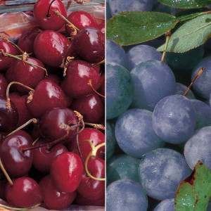 Fruit Plum Trees Varieties HD Wallpaper