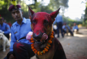 There Is A Festival In Nepal Every Year That Thanks Dogs For Being Our ...