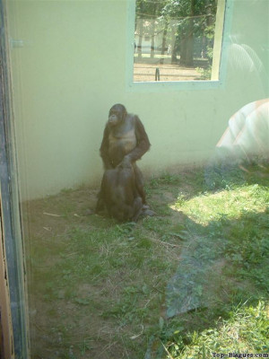 Sexe chez les singes !