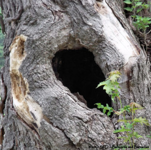 Tree Trunk Holes