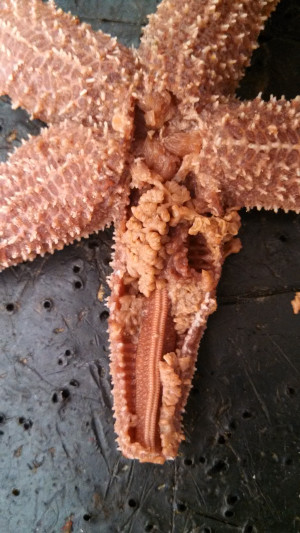 Review Page For Bio Lab Quiz