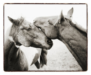 ... Horse Photography, 8x10 two Wild Horses Photo - love, romantic, couple