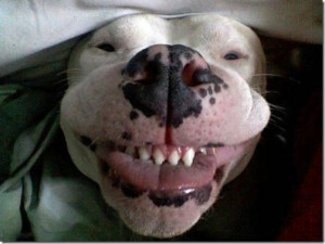 dog smile smiling dog