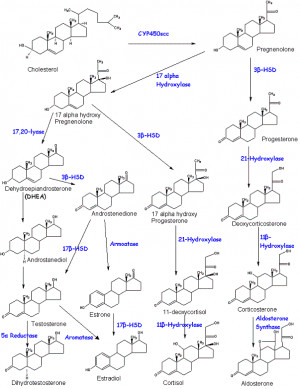 Steroid Synthesis From Progesterone HD Wallpaper
