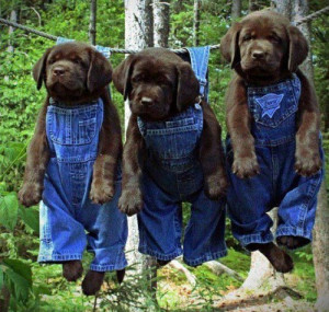 cute dogs wearing clothes