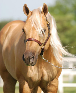 2004 AQHA palomino stallion