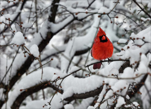 Cardinal In The Snow 2 Photograph by Robert Ullmann - Cardinal In ...