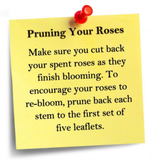 Pruning Your Roses: Pruning Rose